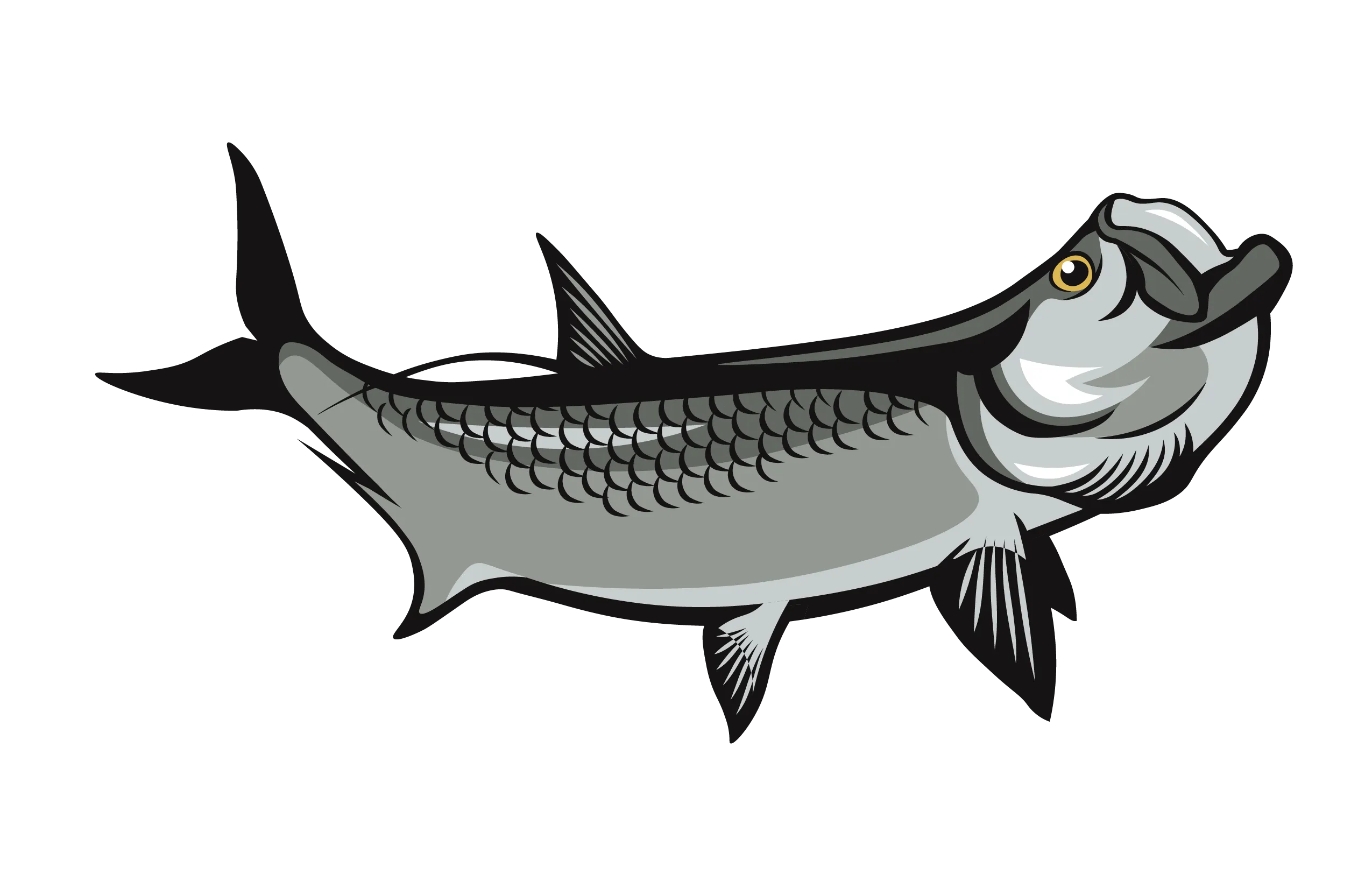 Illustration of a silver tarpon fish with open mouth