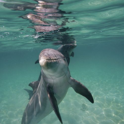 Underwater view of a dolphin swimming