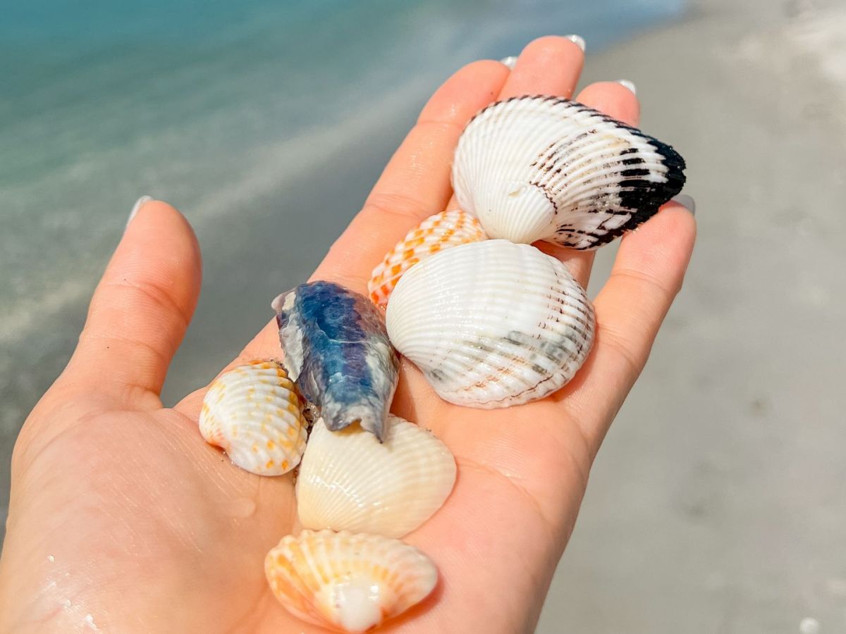 Hand holding seashells by the shore