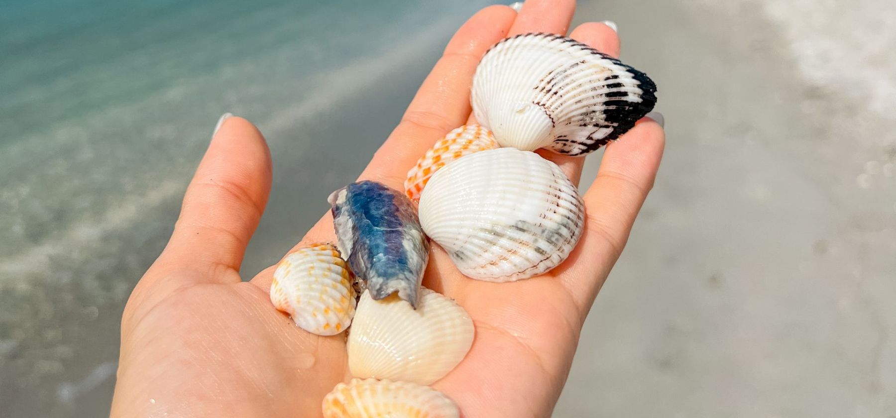 Hand holding seashells by the shore