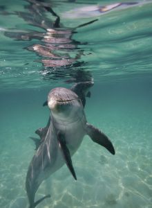 Underwater view of a dolphin swimming