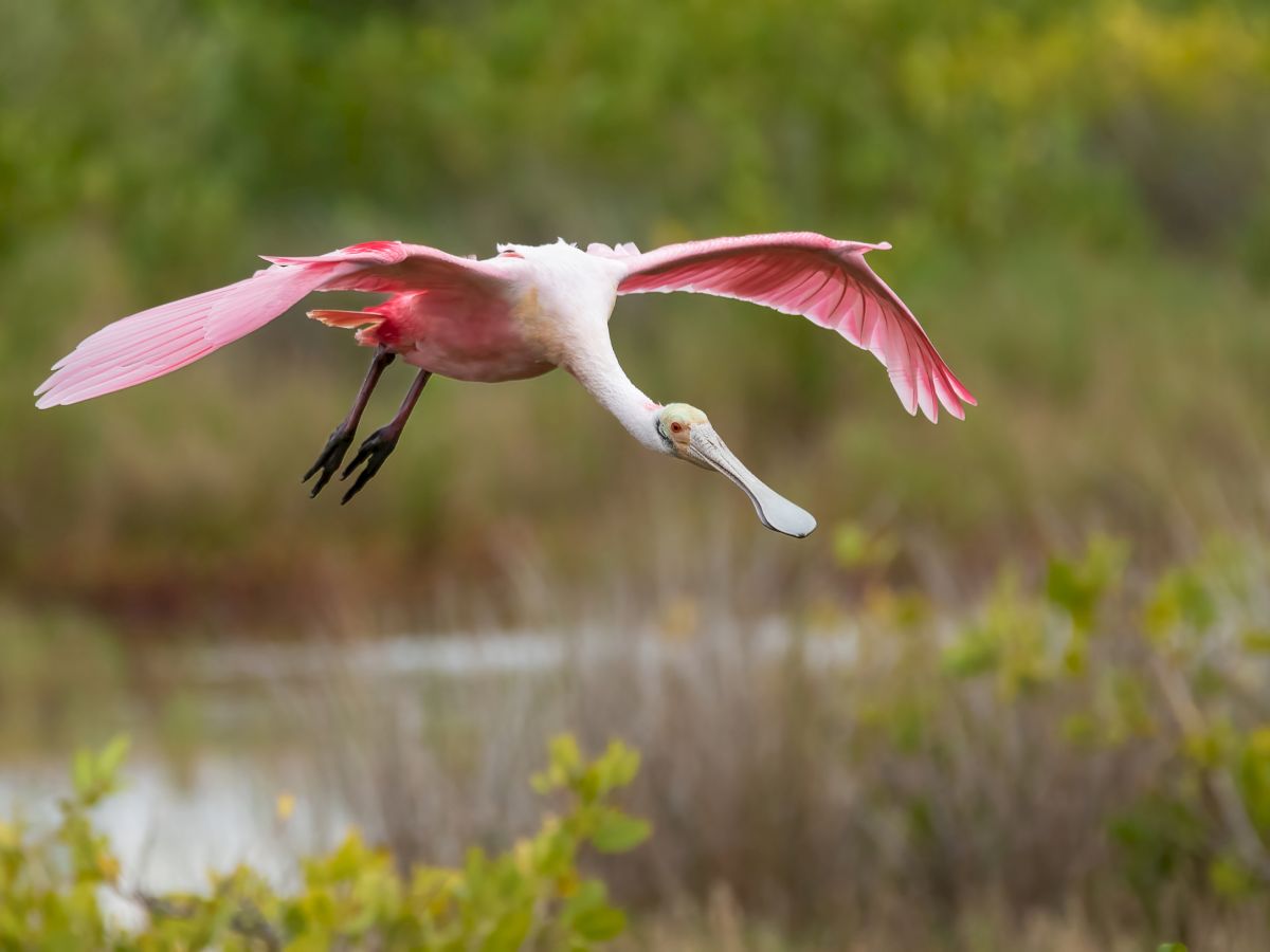 Roseate Spoonbill landing South Seas Resort Captiva Island Florida
