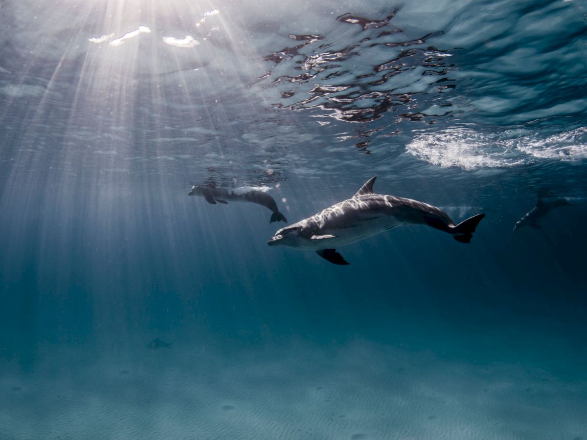 Bottlenose dolphins underwater view Captiva Island Florida