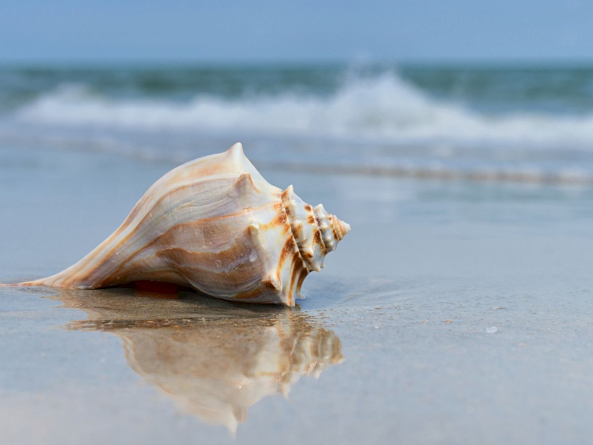 Conch shell on the beach Captiva Island