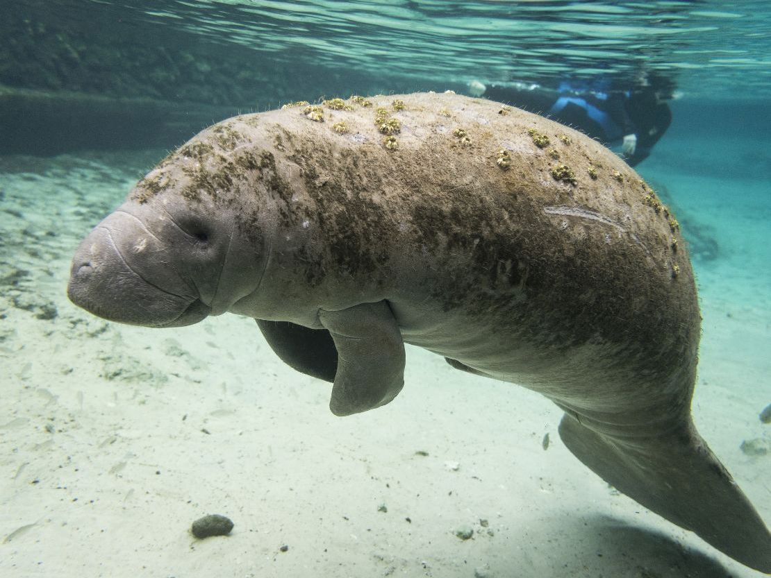 Underwater view of a manatee swimming
