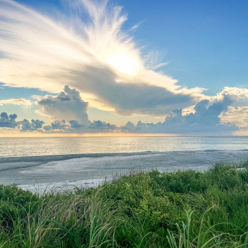 Sunset over the ocean with greenery in the foreground