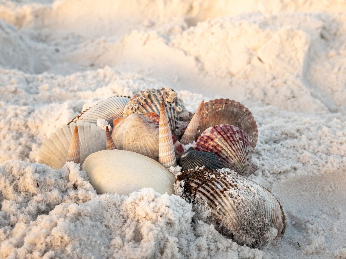 Close up of seashells in the sand at the beach