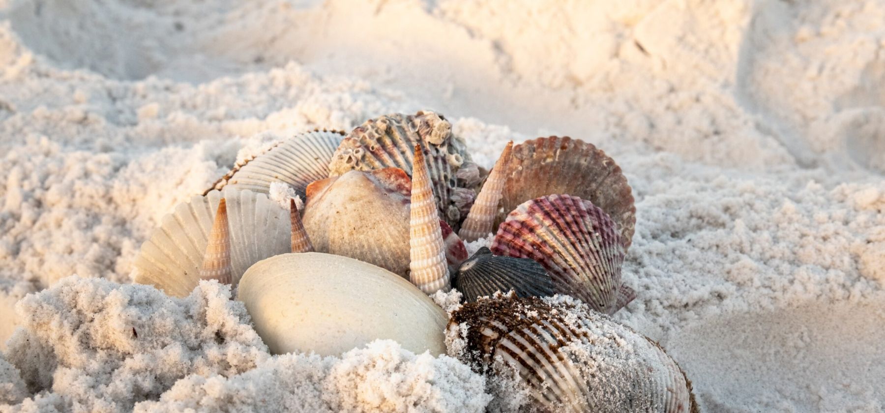 Close up of seashells in the sand at the beach