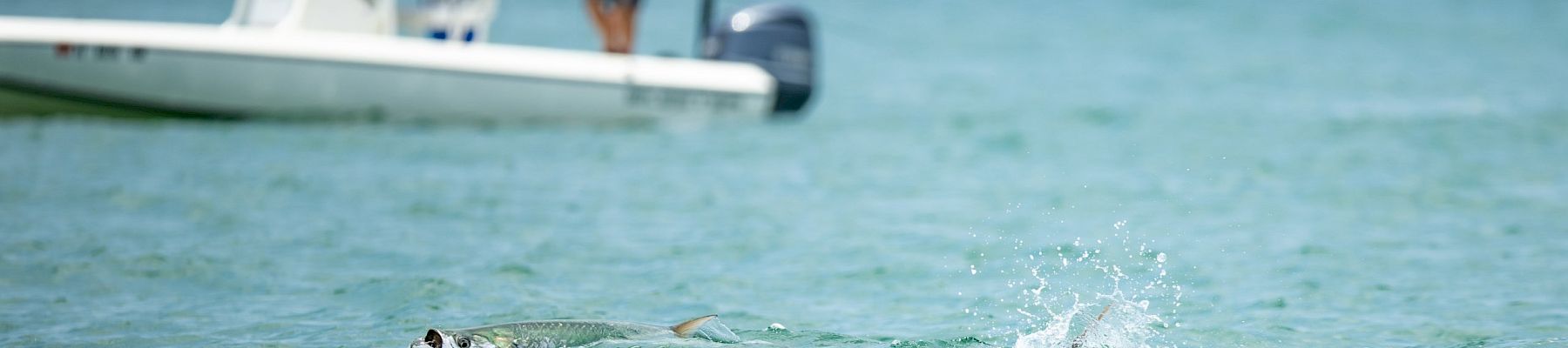 Tarpon Tournament fish at South Seas