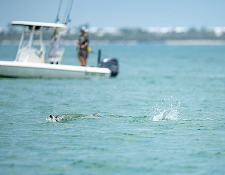 Tarpon Tournament fish at South Seas