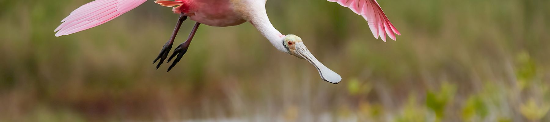 Roseate Spoonbill landing South Seas Resort Captiva Island Florida