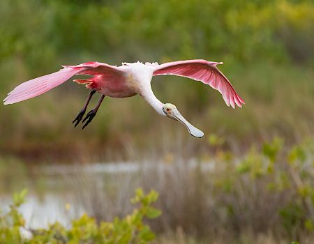 Roseate Spoonbill landing South Seas Resort Captiva Island Florida