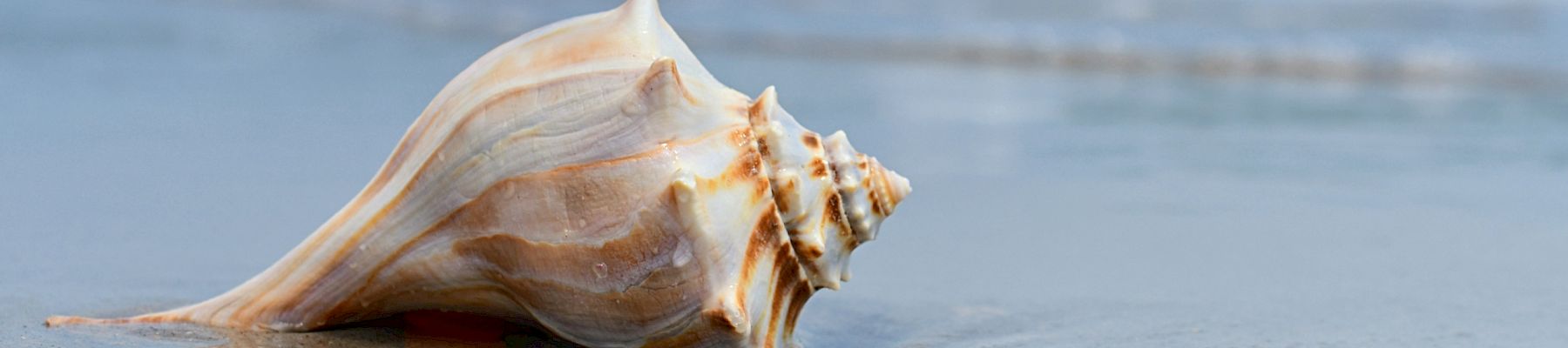 Conch shell on the beach Captiva Island