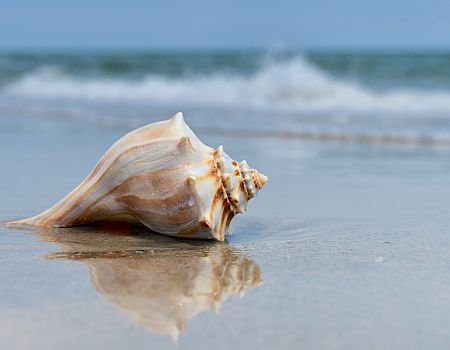Conch shell on the beach Captiva Island