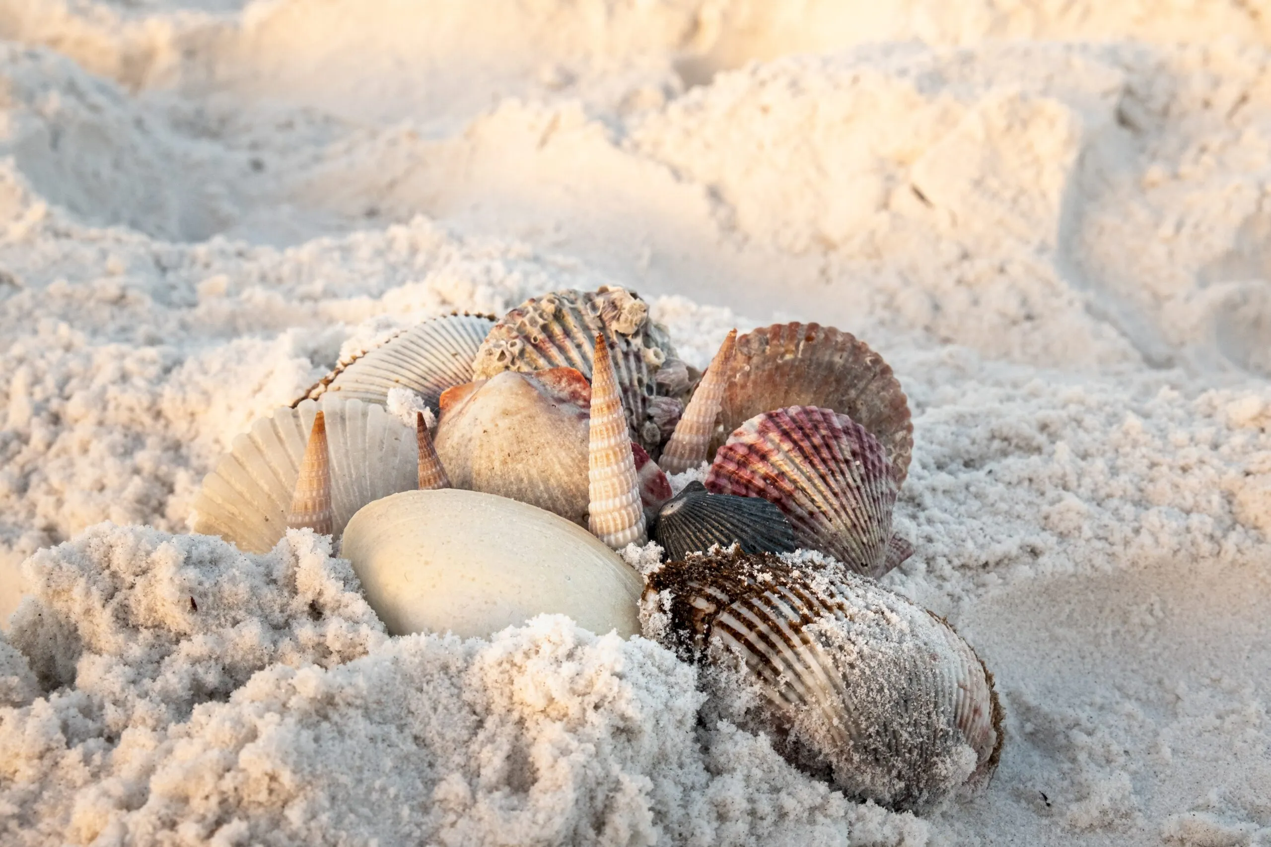Close up of seashells in the sand at the beach