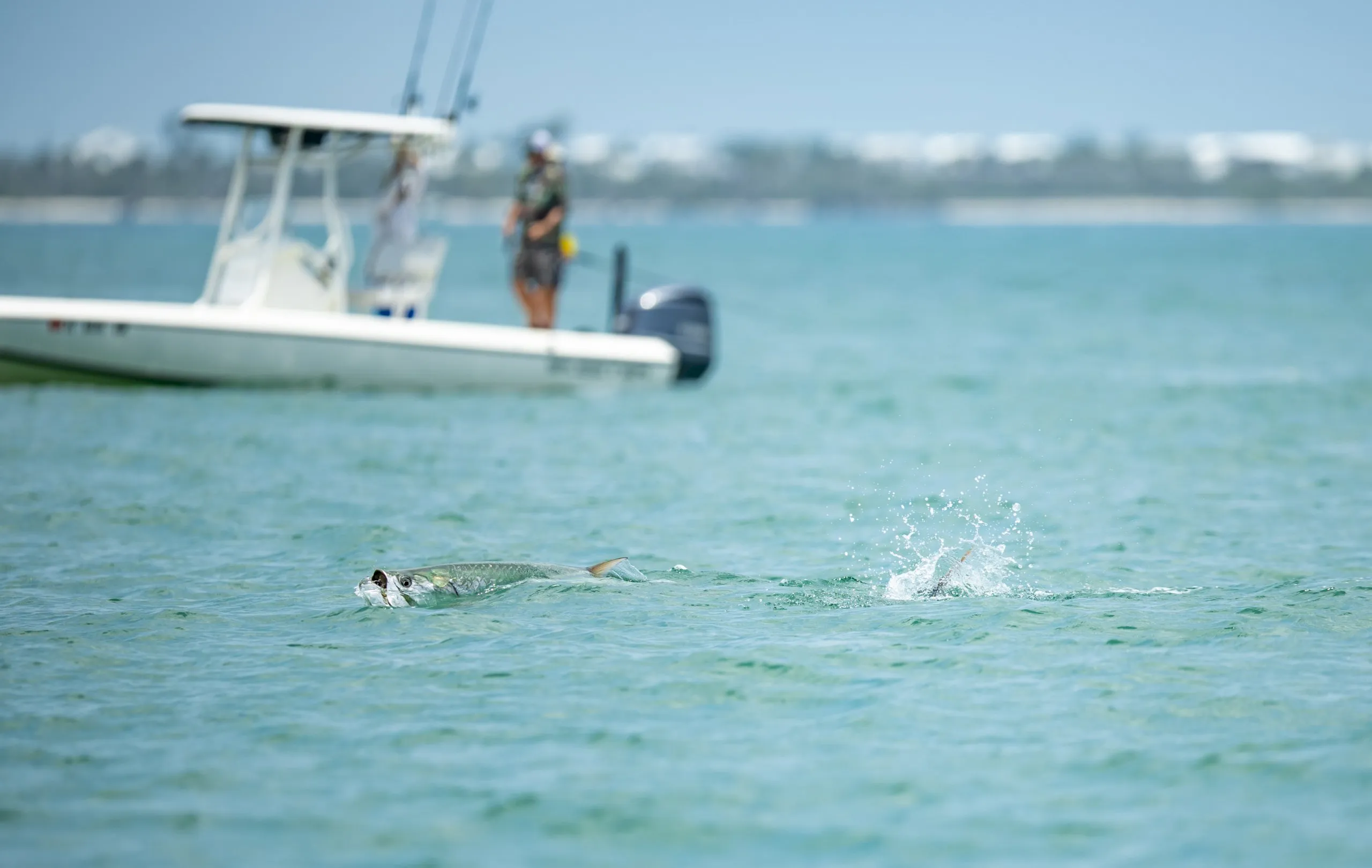 Tarpon Tournament fish at South Seas