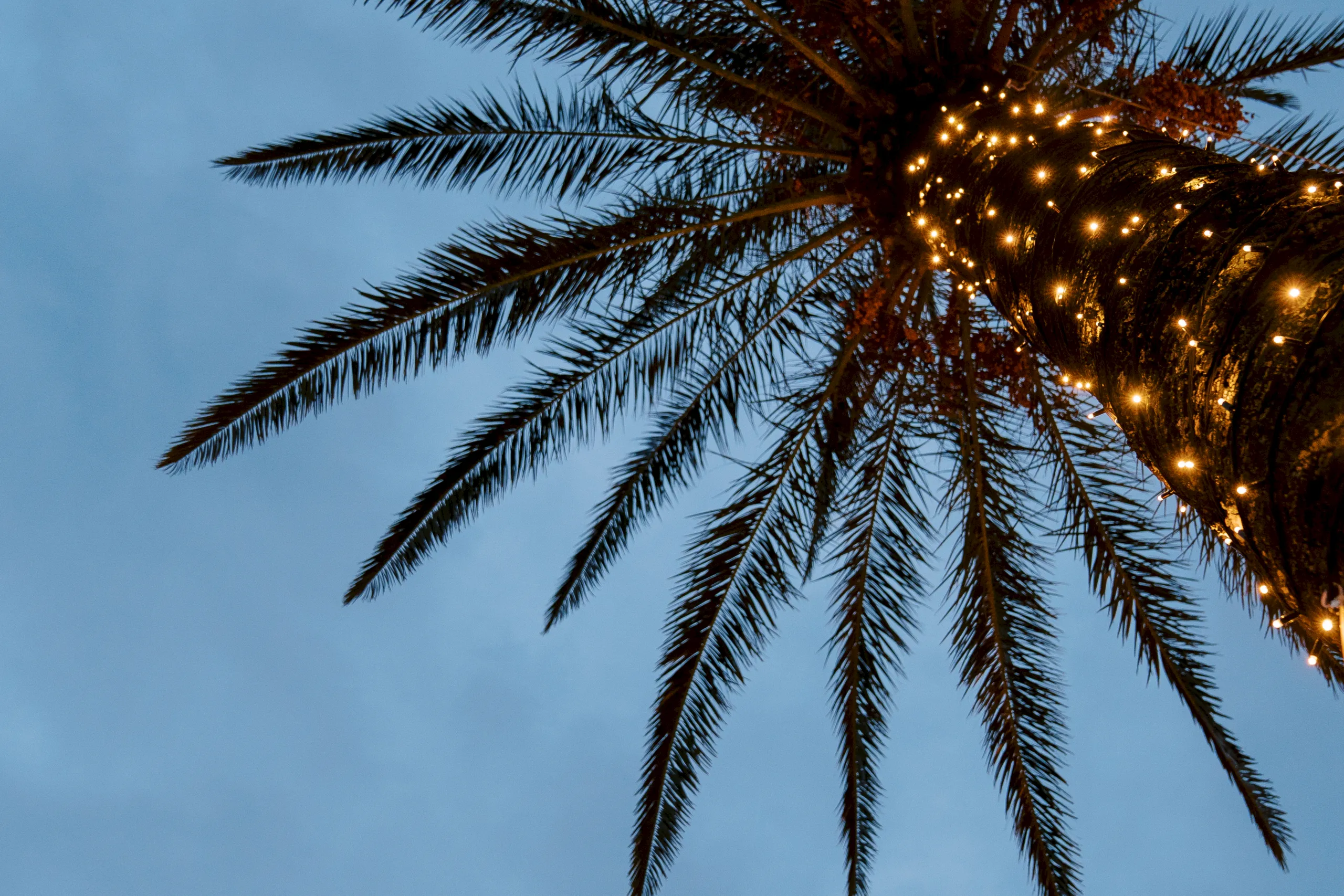 Tropical Christmas holiday palm tree South Seas Captiva Island