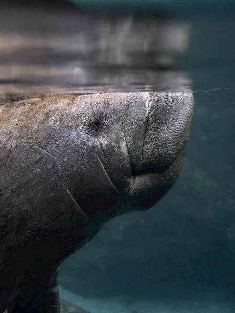 A manatee resting just below the surface of clear green water.
