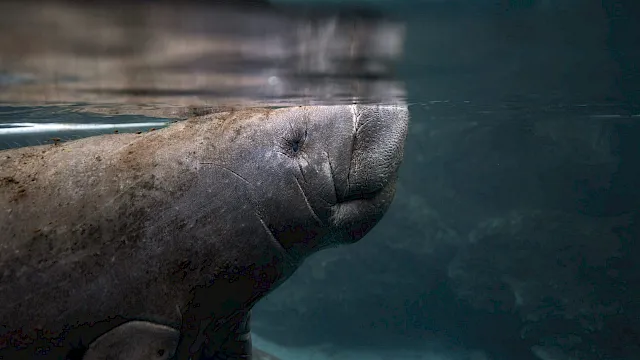 A manatee resting just below the surface of clear green water.